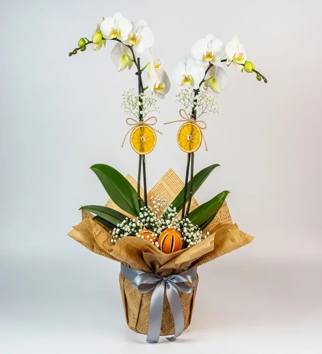 Natural Elegance Sweet White Orchid