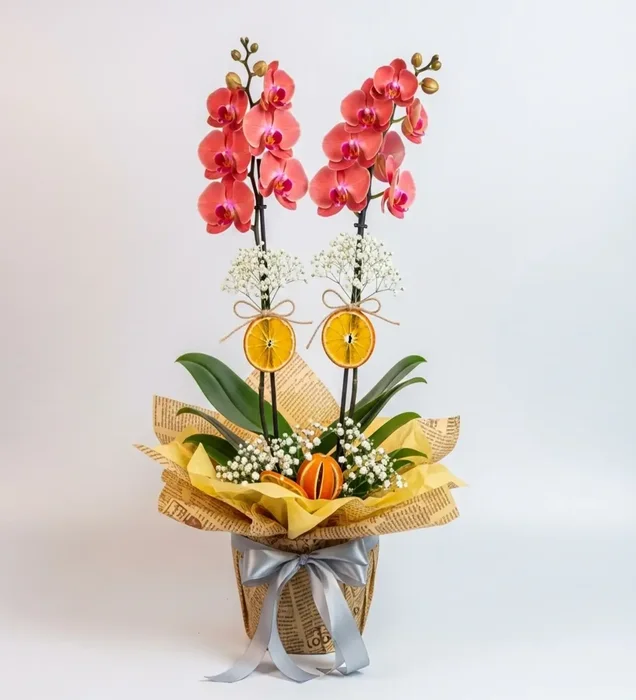 Natural Orange Glow Orchid